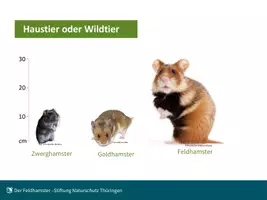 Vorschau - Stundenentwürfe - Lebensweise und Schutz des Feldhamsters - Seite 2