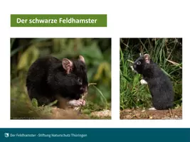 Vorschau - Stundenentwürfe - Lebensweise und Schutz des Feldhamsters - Seite 3
