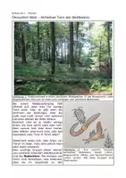Vorschau - Arbeitsblätter - Bodentiere im Ökosystem Wald - Arbeitsblätter mit Aufgaben - Deckblatt