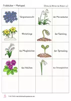 Vorschau - Stationenlernen - Frühblüher Memory kostenlos Sachunterricht Grundschule - Seite 3