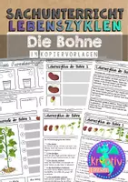 Vorschau - Arbeitsblätter - BOHNE - Lebenszyklus und Pflanzenteile Materialpaket - Seite 1