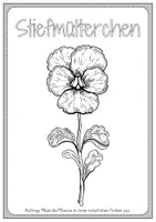Vorschau - Arbeitsblätter - Ausmalbilder Frühblüher | Frühling Blumen - Seite 3