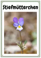 Vorschau - Poster - Poster/Tafelmaterial Frühblüher - Seite 3
