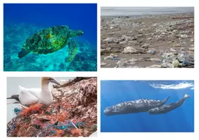 Vorschau - Arbeitsblätter - Plastikmüll im Meer / Earth Day: Gefahren (Tafelmaterial & Plakat) - Sachunterricht - Kl. 3/4 - Seite 1