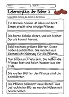 Vorschau - Arbeitsblätter - DIE BOHNE Arbeitsblätter Schreibaufgaben im Sachunterricht - Seite 3