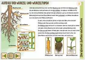 Vorschau - Unterrichtsreihen - Blütenpflanzen: interaktive Datei / Alle Wissenskarten auch zum Ausdrucken - Seite 2