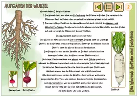 Vorschau - Unterrichtsreihen - Blütenpflanzen: interaktive Datei / Alle Wissenskarten auch zum Ausdrucken - Seite 3