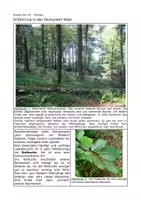 Vorschau - Arbeitsblätter - Arbeitsblätter zum Ökosystem Wald - Seite 1