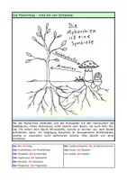 Vorschau - Arbeitsblätter - Ökosystem Wald - Vielfalt der Pilze - Seite 3
