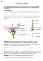 Vorschau - Arbeitsblätter - Der Aufbau von Blüten (Kirschblüte) - Seite 2