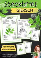 Vorschau - Arbeitsblätter - Steckbrief mit Beschriftungen Giersch Pflanzenkunde | Grundschule und Sekundarstufe 1 | Klasse 3 bis 7 - Deckblatt