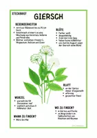 Vorschau - Arbeitsblätter - Steckbrief mit Beschriftungen Giersch Pflanzenkunde | Grundschule und Sekundarstufe 1 | Klasse 3 bis 7 - Seite 1