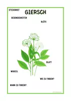 Vorschau - Arbeitsblätter - Steckbrief mit Beschriftungen Giersch Pflanzenkunde | Grundschule und Sekundarstufe 1 | Klasse 3 bis 7 - Seite 2