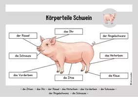Vorschau - Poster - Körperteile von Bauernhoftieren 🐄🐏 - Seite 2