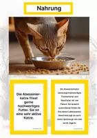 Vorschau - Arbeitsblätter - Die Abessinierkatze (Katzenrasse aus Afrika) – Steckbrief inklusive – Kontinente entdecken – Montessori Lernkarten zur kosmischen Erziehung - Seite 1
