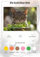 Vorschau - Arbeitsblätter - Die Australian Mist (Katzenrasse aus Australien) – Steckbrief inklusive – Kontinente entdecken – Montessori Lernkarten zur kosmischen Erziehung - Deckblatt