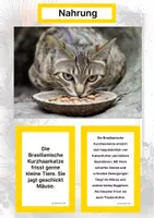 Vorschau - Arbeitsblätter - Die Brasilianische Kurzhaarkatze (Katzenrasse aus Südamerika) – Steckbrief inklusive – Kontinente entdecken – Montessori Lernkarten - Seite 1