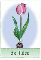 Vorschau - Poster - Frühblüherbilder mit Namen - Seite 1