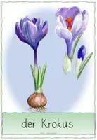 Vorschau - Poster - Frühblüherbilder mit Namen - Seite 2