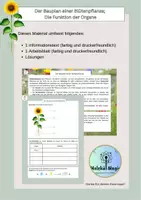 Vorschau - Arbeitsblätter - Arbeitsblatt: Bauplan einer Blütenpflanze und Funktion der Organe - Deckblatt