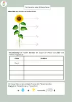 Vorschau - Arbeitsblätter - Arbeitsblatt: Bauplan einer Blütenpflanze und Funktion der Organe - Seite 1