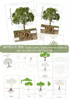 Vista previa - Refuerzo / NEE / Materiales de apoyo - EL BOSQUE - Anatomía del árbol. - Portada