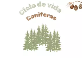 Vista previa - Refuerzo / NEE / Materiales de apoyo - EL BOSQUE - CONIFERAS: Ciclo de vida. - página 1