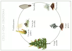 Vista previa - Refuerzo / NEE / Materiales de apoyo - EL BOSQUE - CONIFERAS: Ciclo de vida. - página 3