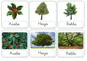 Vista previa - Refuerzo / NEE / Materiales de apoyo - LOS BOSQUES: Flashcards -Tipos de árboles - página 3