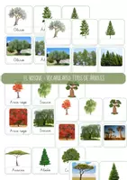 Vista previa - Refuerzo / NEE / Materiales de apoyo - LOS BOSQUES: Flashcards -Tipos de árboles - Portada