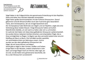 Vorschau - Bildkarten - Wissenskartei Vogel: INTERAKTIV - Seite 3