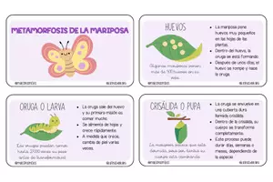 Vista previa - Tarjetas / Manipulativos - LLAVERO CICLO DE VIDA DE LA MARIPOSA - Material colaborativo - página 1