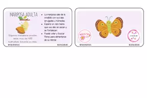 Vista previa - Tarjetas / Manipulativos - LLAVERO CICLO DE VIDA DE LA MARIPOSA - Material colaborativo - página 2