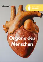 Vorschau - Stundenentwürfe - Sparpaket XXL: Herz und Lunge - Kreislauf, Funktion und Stoffwechselwege des Menschen - Seite 1