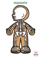 Vista previa - Unidades / Secuencias / Situaciones de Aprendizaje - CUERPO HUMANO LAPBOOK - página 3
