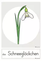 Vorschau - Poster - Frühblüher - Bildkarten Wortschatzspeicher Klasse 1/2 - Seite 2