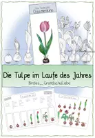 Vorschau - Mal- und Bastelvorlagen - Die Tulpe im Laufe des Jahres mit Daumenkino - Deckblatt
