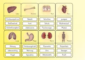 Vorschau - Spiele - Körper & Organe / Gesundheit: Sag es nicht! (Lernspiel) - Sachunterricht - Kl. 3/4 - Seite 2