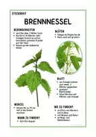 Vorschau - Arbeitsblätter - Steckbrief Brennnessel | Grundschule & Sekundarstufe 1 | Klasse 3 bis 7 - Seite 1