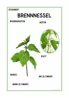 Vorschau - Arbeitsblätter - Steckbrief Brennnessel | Grundschule & Sekundarstufe 1 | Klasse 3 bis 7 - Seite 2