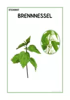 Vorschau - Arbeitsblätter - Steckbrief Brennnessel | Grundschule & Sekundarstufe 1 | Klasse 3 bis 7 - Seite 3