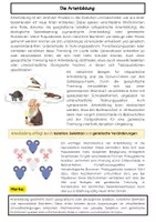 Vorschau - Arbeitsblätter - Evolution Materialpaket - Seite 2