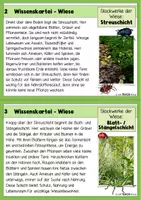 Vorschau - Arbeitsblätter - Wiese - Wissenskartei - Seite 2