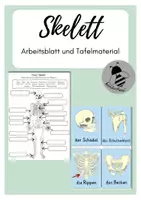 Vorschau - Stundenentwürfe - Materialpaket: der menschliche Körper - Seite 1