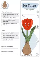 Vorschau - Arbeitsblätter - Die Tulpe | Klappbuch zum Gedicht von Josef Guggenmos - Seite 2
