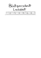 Vorschau - Arbeitsblätter - Flipbook Blattquerschnitt Laubblatt zum Anmalen - Seite 1