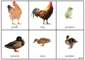 Aperçu - Apprentissages en autonomie - JEU DES PAIRES FRANCAIS ANGLAIS ANIMAUX DE LA FERME - Page 3