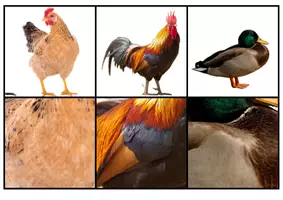 Aperçu - Jeux - Le jeu du zoom des animaux de la ferme - Page 3