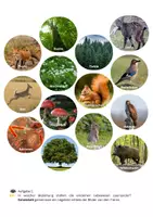 Vorschau - Arbeitsblätter - Nahrungsnetz & Nahrungskette Wald - Deckblatt