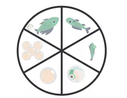 Aperçu - Apprentissages en autonomie - Cycle de vie du poisson - Page 2